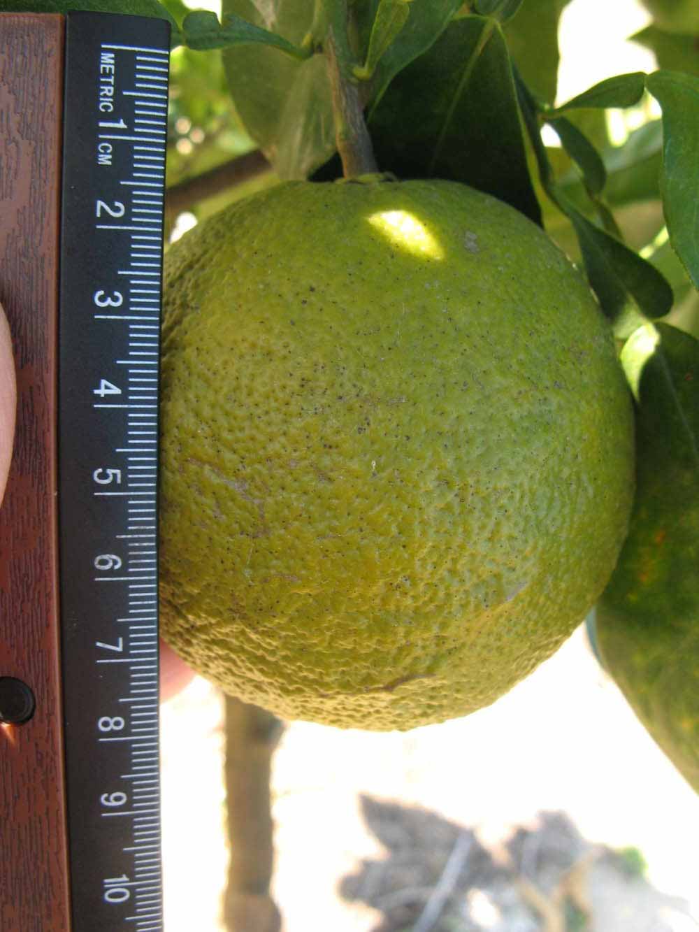               Fruit (Winter Haven, FL)       
